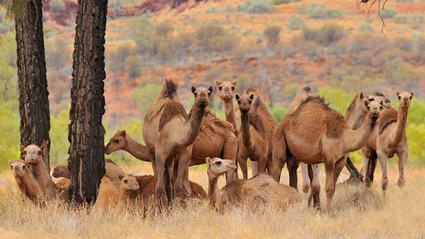 Por qué en Australia están sacrificando a miles de camellos disparándoles desde helicópteros