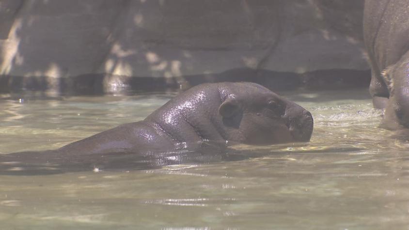 [VIDEO] Bernardina, la cuarta hipopótamo pigmeo nacida en Chile