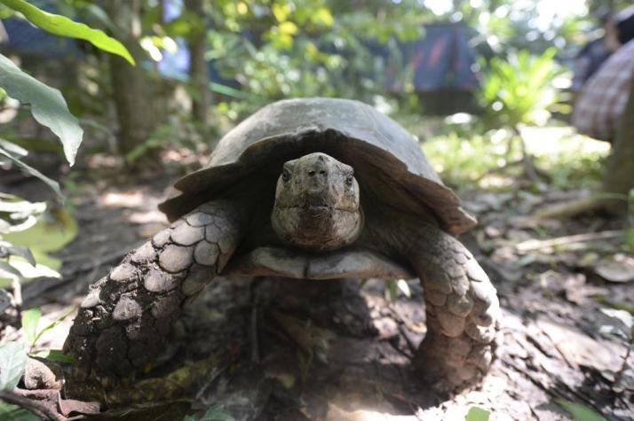 Mueren 292 tortugas en el sur de México por la 'marea roja'