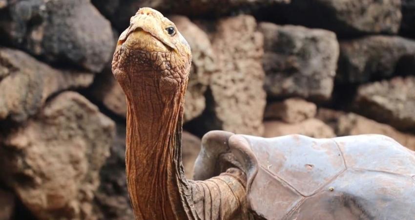 La historia de Diego, la tortuga que se apareó tanto que terminó por salvar a su especie