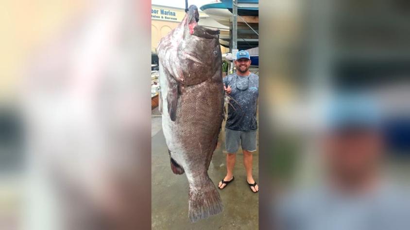 Impacto mundial por hallazgo de pez gigante que pesa 160 kilos y tiene 50 años