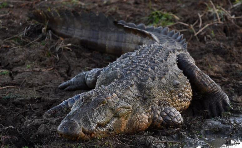 Australiano sobrevivió tres semanas en un bosque lleno de cocodrilos