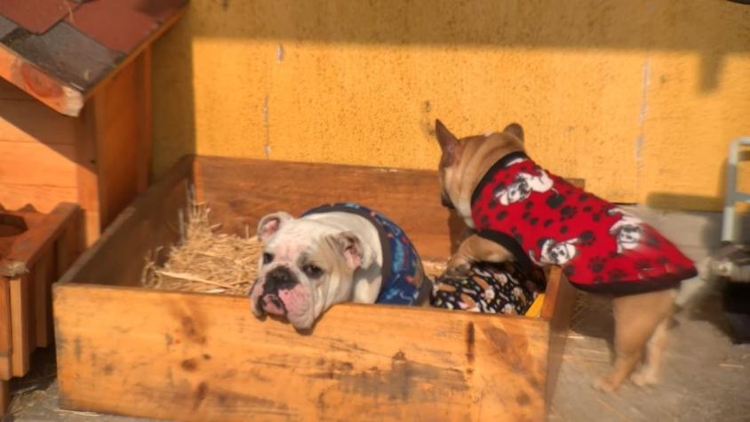 [VIDEO] Buscan sanción para dueño de criadero ilegal de perros