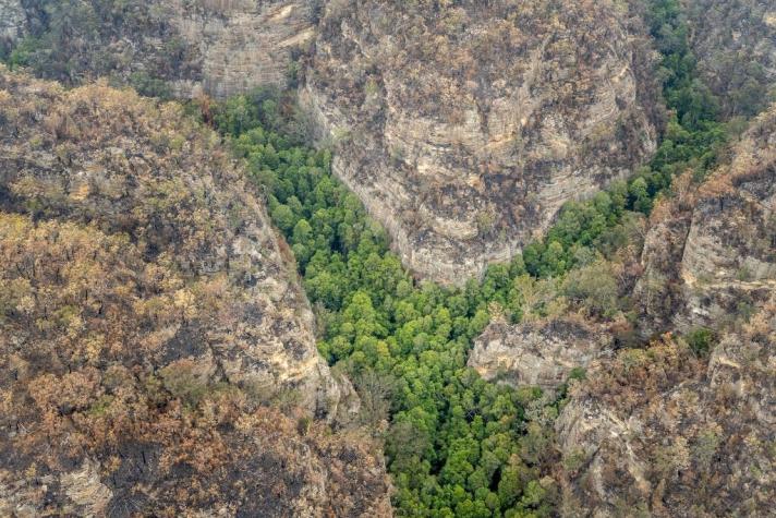 Misión de rescate salva árboles prehistóricos de incendios en Australia
