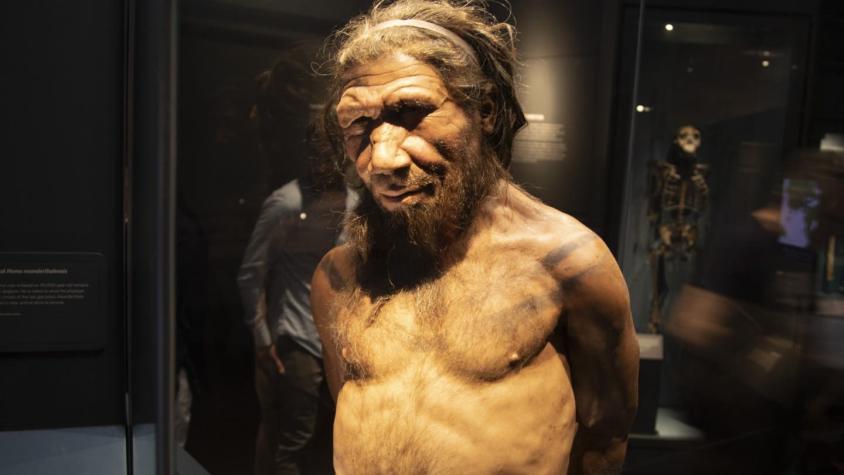 El hallazgo que arroja nueva luz sobre las actividades de los Neandertales buceadores