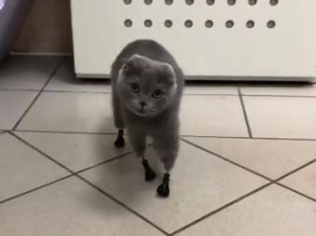 Dymka, la gata que vuelve a caminar gracias a la impresión de unas patas en 3D