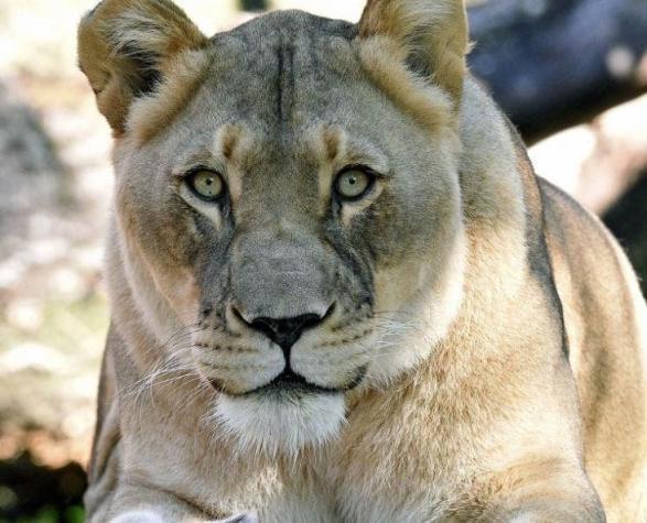 Conmoción por leona que se suicidó luego que sacrificaran a su pareja en el zoológico