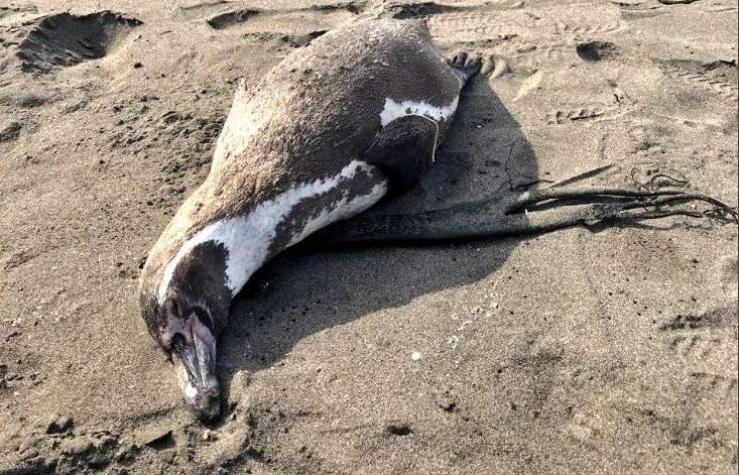 Sernapesca investigará causas de muerte de pingüinos y especies varadas en Concón
