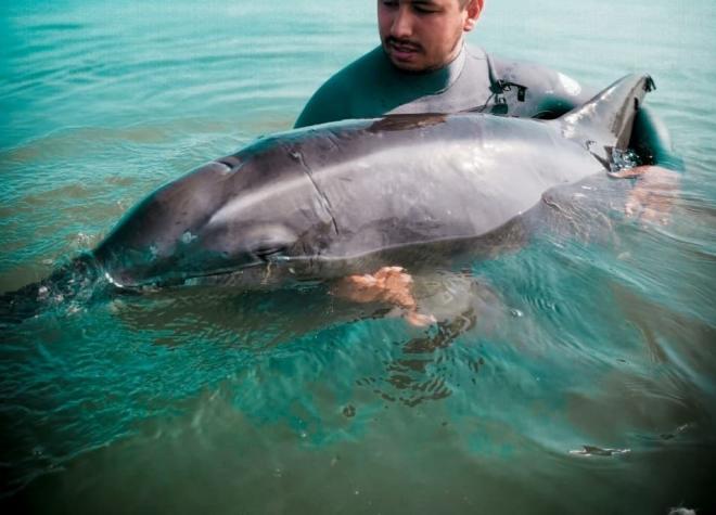 Rescatan a delfín en playa de Penco: habría varado por culpa del plástico enredado en su cuerpo