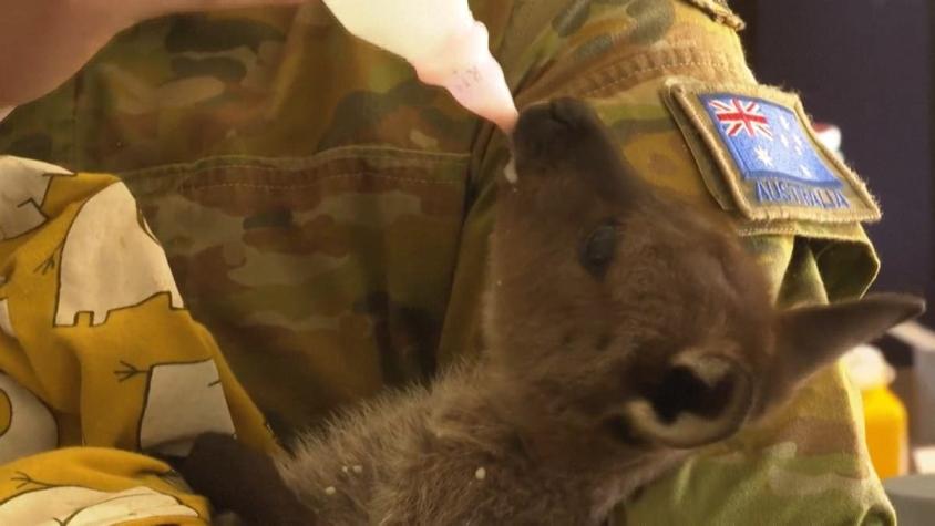 [VIDEO] Al rescate de los animales en peligro en Australia