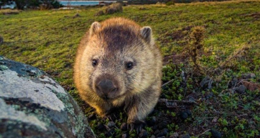 Wombats, los marsupiales que han alojado otras especies en sus madrigueras en incendios de Australia