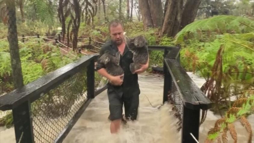 [VIDEO] Intensas lluvias provocan inundaciones en Australia luego de meses de incendios forestales