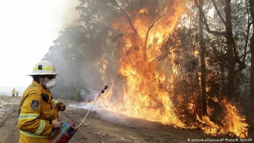 Incendios en Australia amenazan a 327 especies de animales y plantas