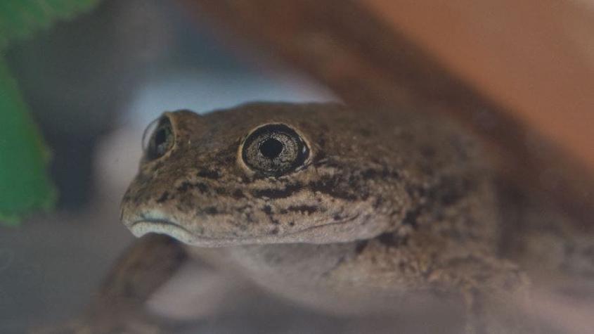 [VIDEO] La "rana del Loa" se encuentra en peligro de extinción