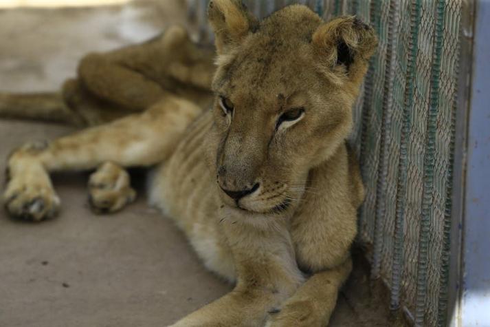 Impacto mundial: muere uno de los cinco leones desnutridos en zoológico de Sudán