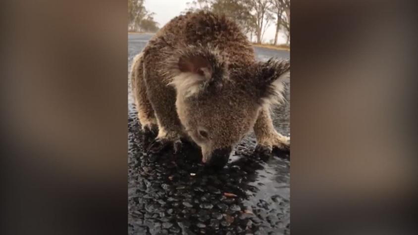 La historia del koala sorprendido bebiendo agua desde el pavimento