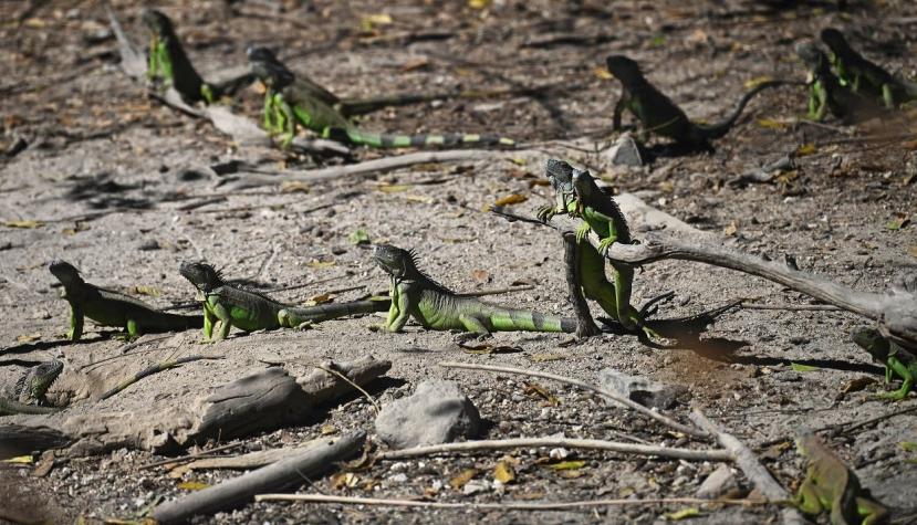 La noche que cayeron iguanas congeladas desde los árboles en Estados Unidos