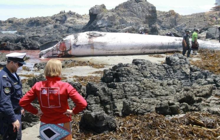 Aparece muerta una ballena varada en sector de La Ballena en La Ligua