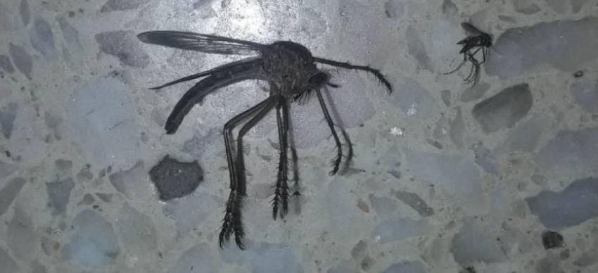 Hallan mosquito gigante en Argentina: "O es una nueva evolución tipo Chernóbil o estoy en 'Jumanji'"