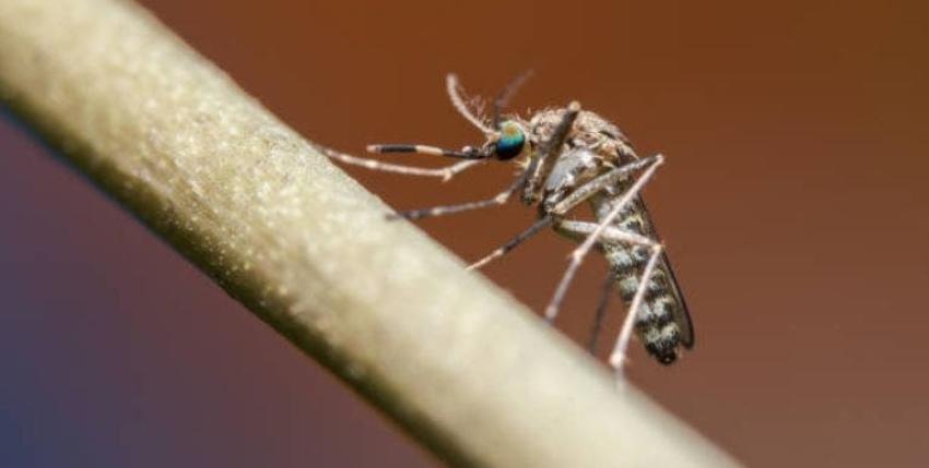 [FOTOS] Conmoción tras aparición de terrorífico mosquito gigante en Argentina