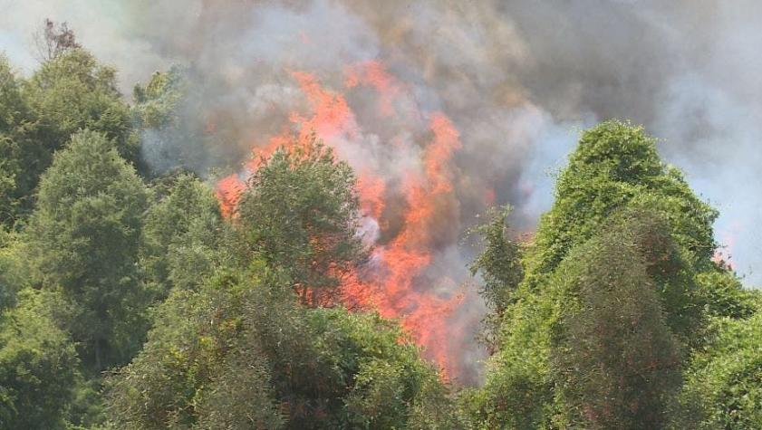 [VIDEO] Incendios arrasan casi 600 hectáreas en Chiguayante