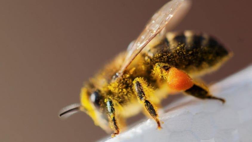 Cómo el polen se convirtió en una herramienta para resolver crímenes