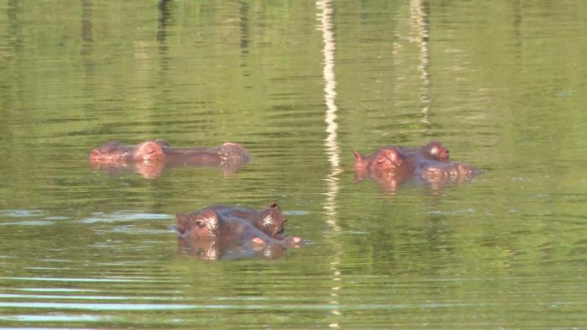 [VIDEO] El daño que causaron los "hipopótamos de Pablo Escobar"