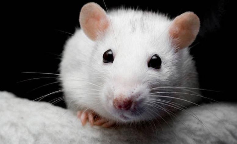 Científicos descubren rata que vivió sin cerebro (y pudo llevar una vida normal)