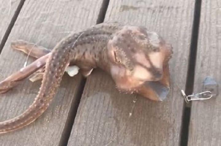 VIDEO | La extraña criatura marina que fue grabada en las costas de Nueva York