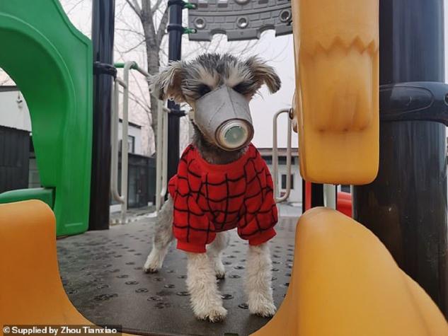 Chinos le colocan mascarillas especiales a sus perros para protegerlos del coronavirus