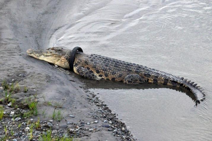 Ofrecen recompensa por quitarle neumático del cuello a cocodrilo gigante en Indonesia
