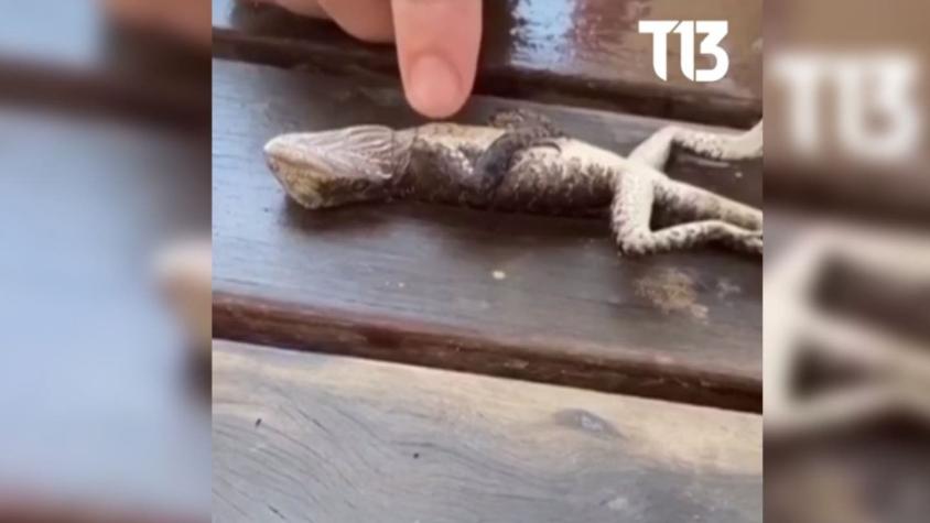 [VIDEO] Bombero le da reanimación a una lagartija que se ahogó en una piscina