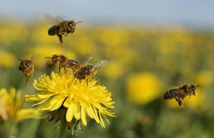 Por $1000 mensuales puedes adoptar una abeja chilena y salvarla de la extinción