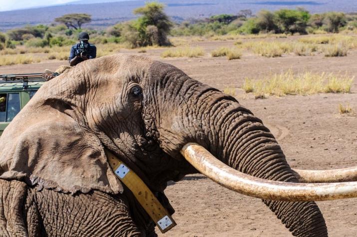 Muere Tim, uno de los últimos elefantes de grandes colmillos de África