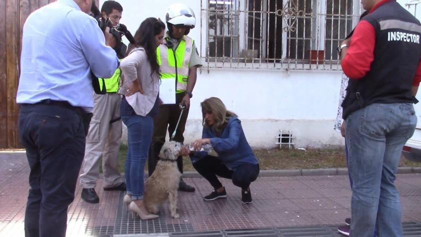 [VIDEO] Ley Cholito: ¿Sabe ante quién y cómo denunciar algún maltrato animal?