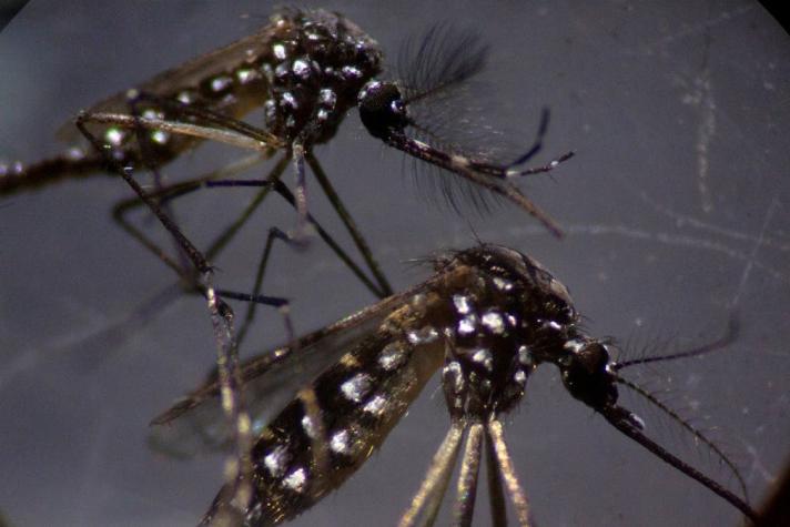 Seremi de Salud confirma casos de dengue en Iquique e Isla de Pascua