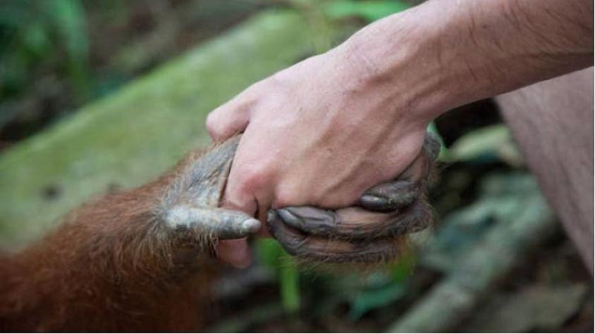 [FOTOS] Conmovedor: Orangután ofrece ayuda a hombre que estaba en estanque lleno de serpientes