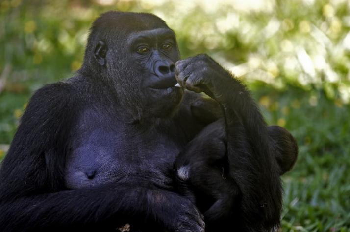 Un rayo mata a cuatro gorilas en Uganda