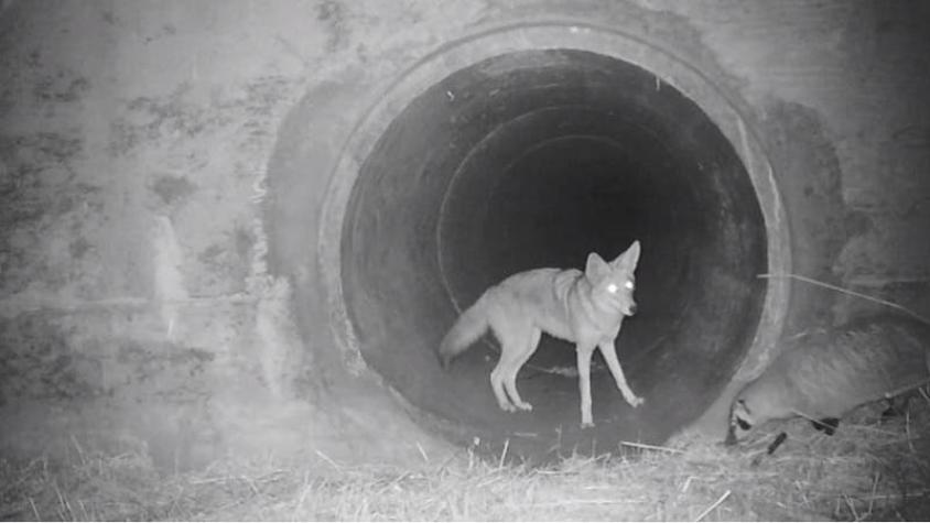 [VIDEO] ¿Podrán ser amigos?: Coyote alienta a tejón a cruzar un túnel bajo autopista de California