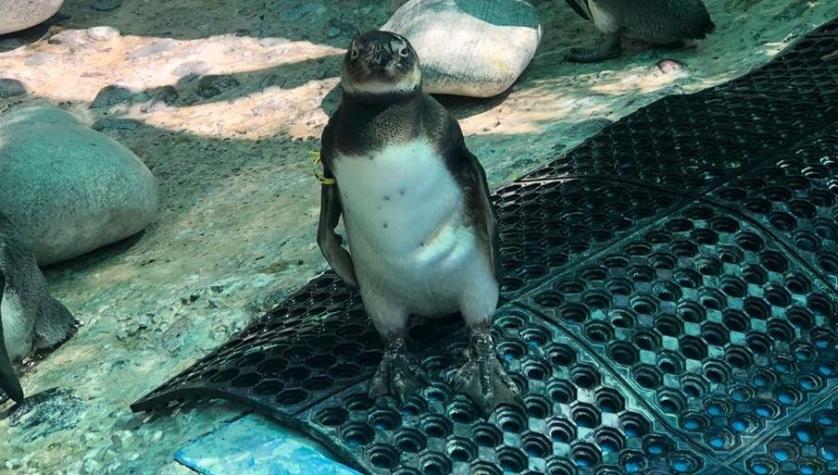 Pingüino rescatado en Isla Santa María de Coronel tendrá su recuperación en Santiago