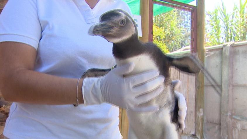[VIDEO] Se recuperará en Santiago: Rescatan a pingüino magallánico en el Biobío