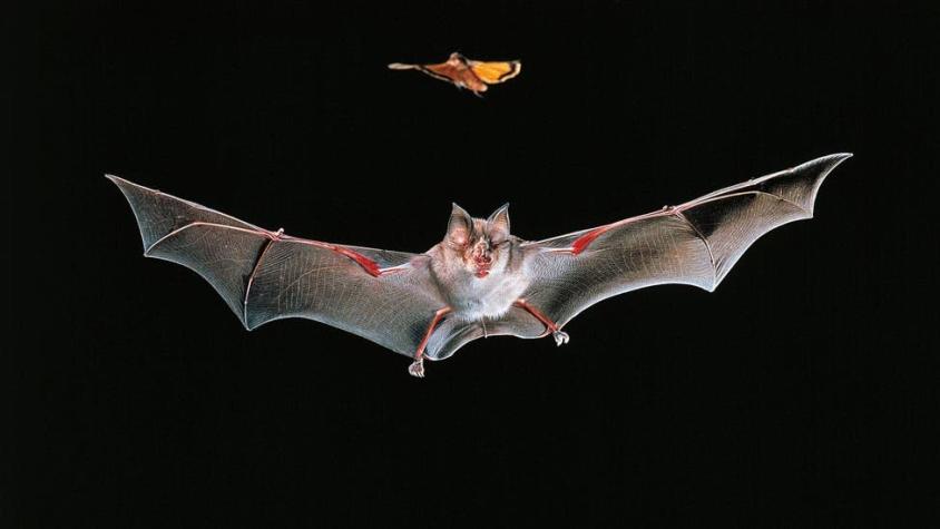 La fuente probable del Coronavirus: ¿por qué los murciélagos transmiten tantos virus?