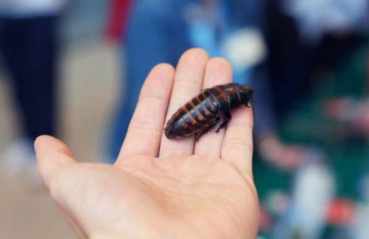 Zoológico ofrece bautizar una cucaracha con el nombre de tu ex y ser el alimento de otros animales