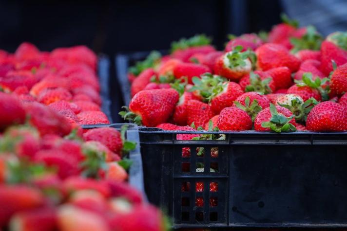 ASOEX estima que ingresos de exportaciones de frutas disminuirían en cerca de USD$100 millones