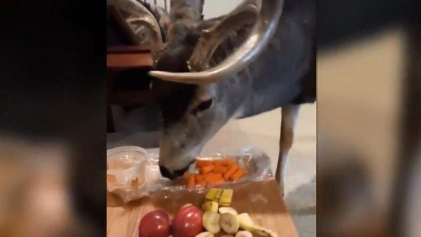 [VIDEO] Polémica por mujer que "llevó" a un grupo de ciervos hasta su casa para alimentarlos