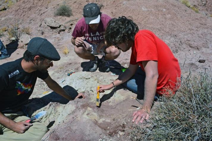 Hallan en Argentina nueva especie de pequeño dinosaurio carnívoro