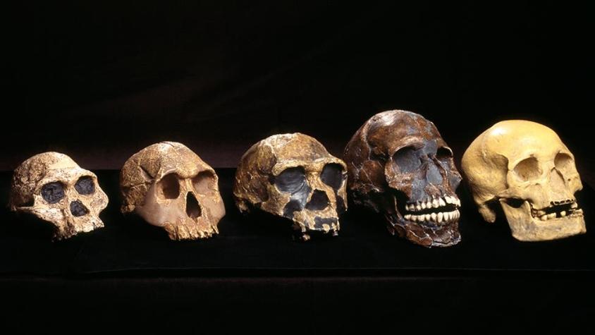 El misterioso ancestro "fantasma" de los humanos descubierto en África