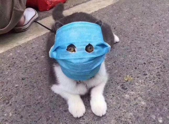 [FOTOS] Covid-19: así cuidan a las mascotas contra el virus en China