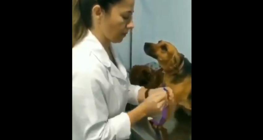 La historia detrás del perro que miraba "hipnotizado" a veterinaria cuando estaba siendo atendido