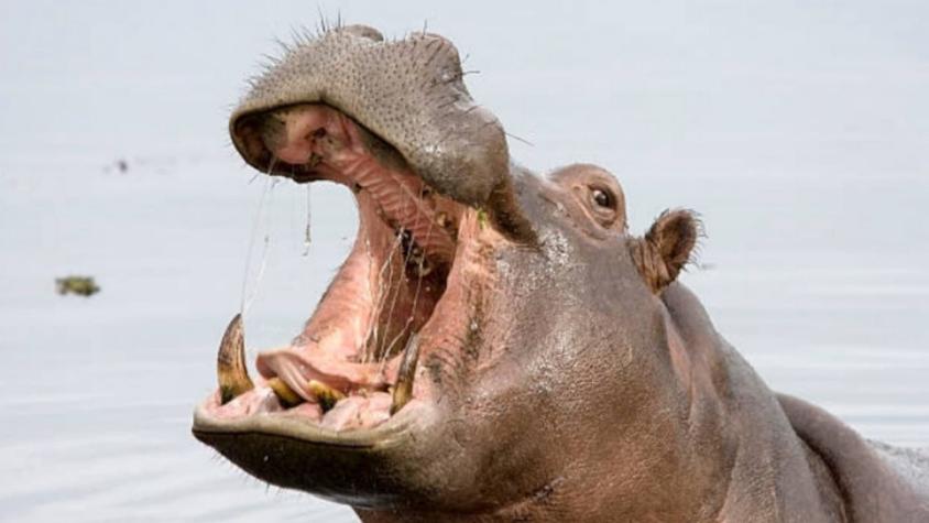 Preocupan hipopótamos adquiridos por Pablo Escobar: Podrían convertirse en "plaga" para Colombia